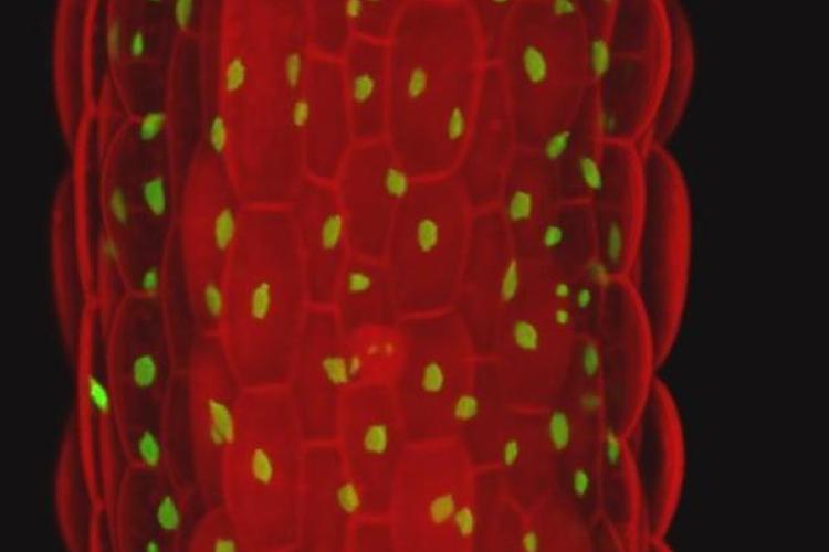 Wound-induced plant regeneration